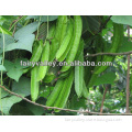 Vegetable Seed Goa Bean Vine Seeds/Winged Bean Seeds/Winged Pea Seeds For Sale
